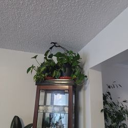    brazilian philodendron   pothos two plants Each $30