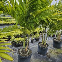 Crhistmas Palms 6 Feet Tall Single Double TripleTall Full Green  Fertilized  Ready For Planting Instant Privacy Hedge  Same Day Transportation 