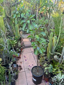 5 ft tall Cup of Gold Plant