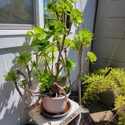 Tall Succulent Plant 