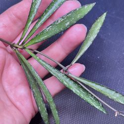 Hoya sp tanggamus bamboo leaf splash