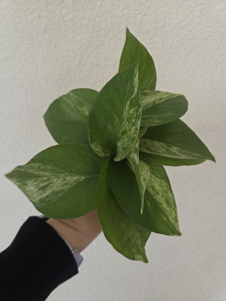 Marble Queen Pothos Plant Cuttings