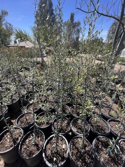 Olive Tree