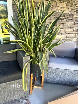 2 black pots and stands with snake plants
