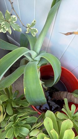 Fox tail plants, each $15