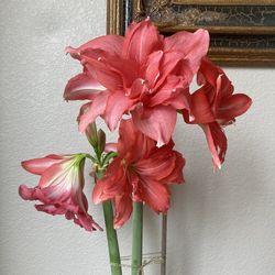 Ballerina Amaryllis, Rare Double Hippeastrum Lily Flower Plant Arrangement