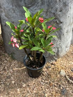 Corona De Cristo 