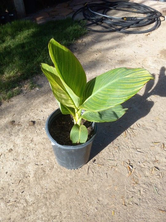 Orange Flower Canna Lily $10