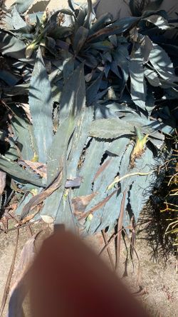 Free Agave plants.