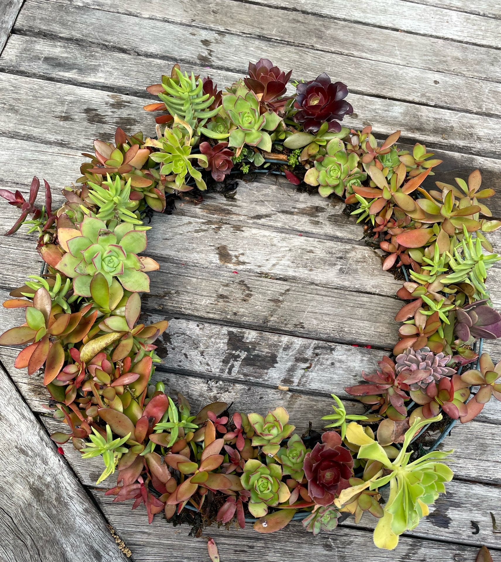 15” Living Succulent Wreaths