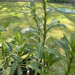 Shasta Daisy Plants Perennial