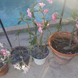 Adenium obesum

Plant

