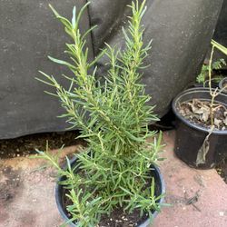 Organic Rosmery ( Romero Organico)