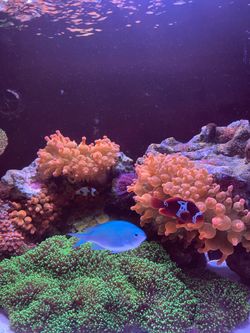 Established and healthy fish decor
