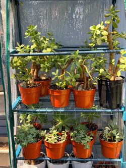 13 pots with plants/todas estas suculentas