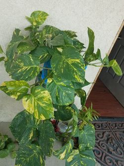 Enredadera