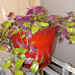 Purple Wandering Jew Plant 