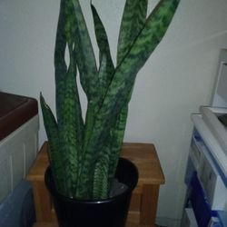 Snake Plant 🐍