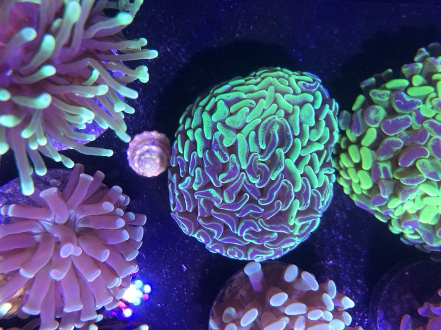 Live corals!! Hammers frog spawns torches zoas chalice mushrooms lps sps