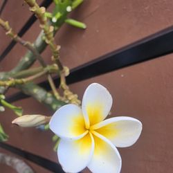 Cutting Plumeria