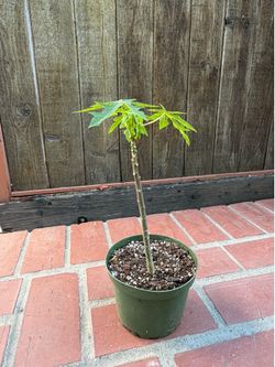 Papaya Fruit Tree pant