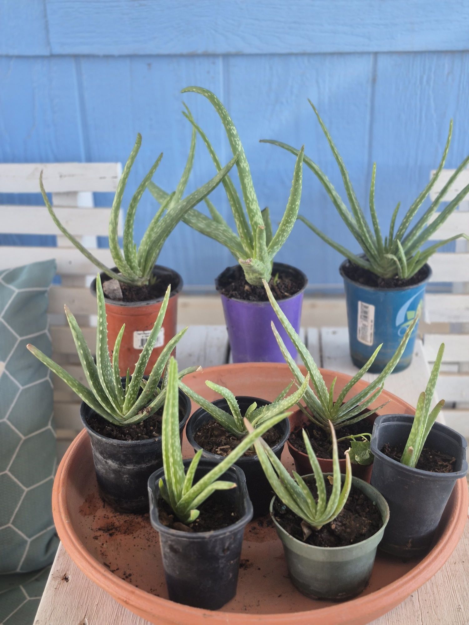 Aloe Vera Plant $2 Each