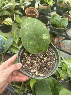 Plants