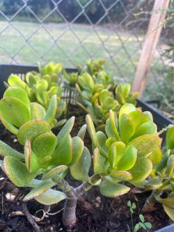 Large Established Jade Plants - Whole Crate