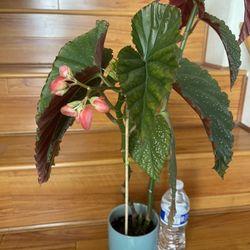 Beautiful Begonia Lercerna Plant 