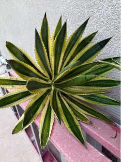 Variegated agave plants; Xscape, desert landscape, drought, tolerant, low water, usage, plants, garden, gardening