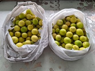 6 POUNDS MEXICAN LEMONS