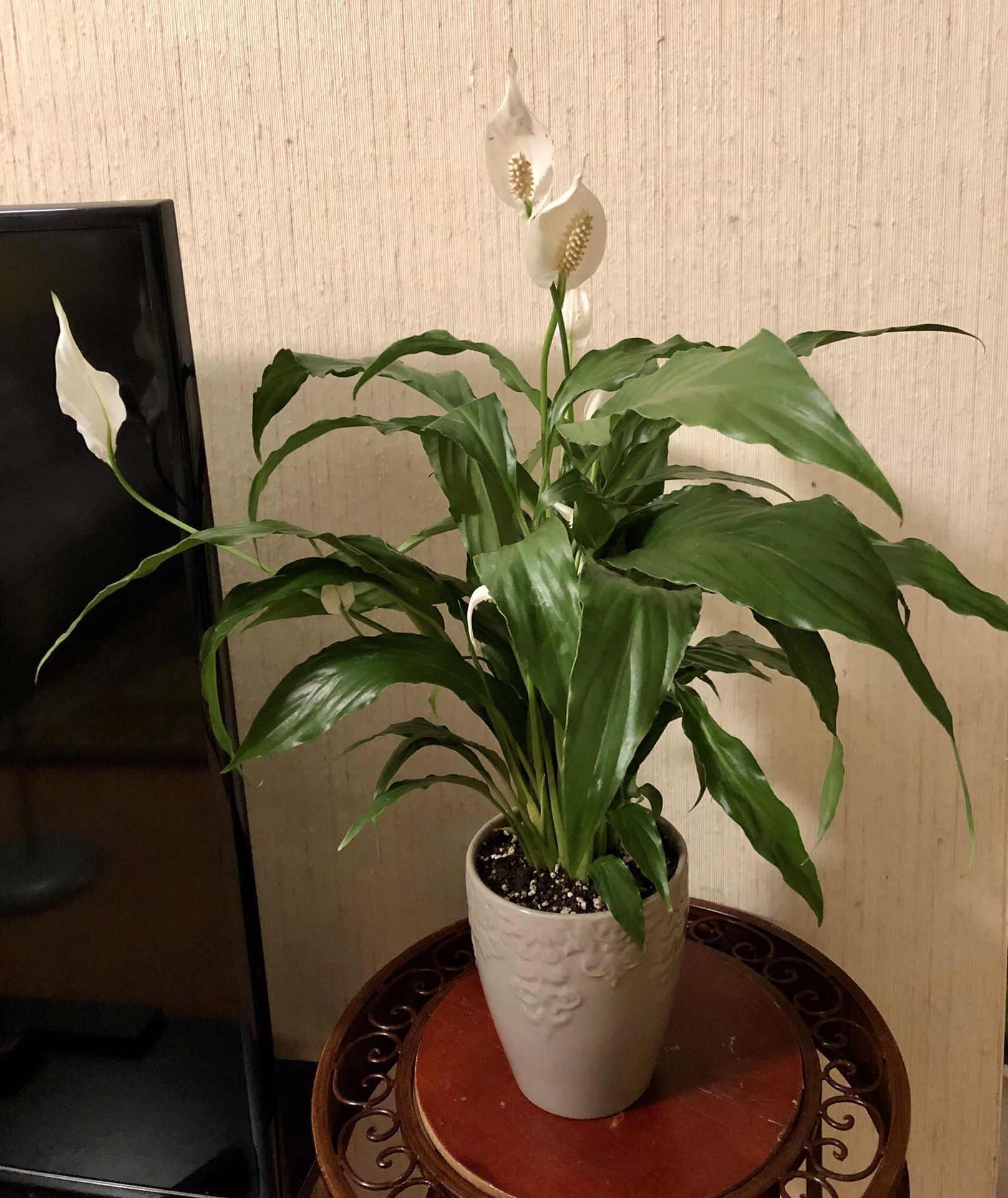 Live Peace Lily plant with bloom (23" tall) in a gorgeous 6" ceramic pot