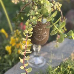 Redneck Wine Glass Succulent Plant Arrangement 