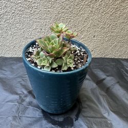 Haworths Aeonium Succulent Plant