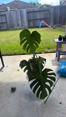 Monstera
