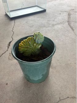 Cactus plant