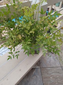 Heavenly bamboo.
Plant