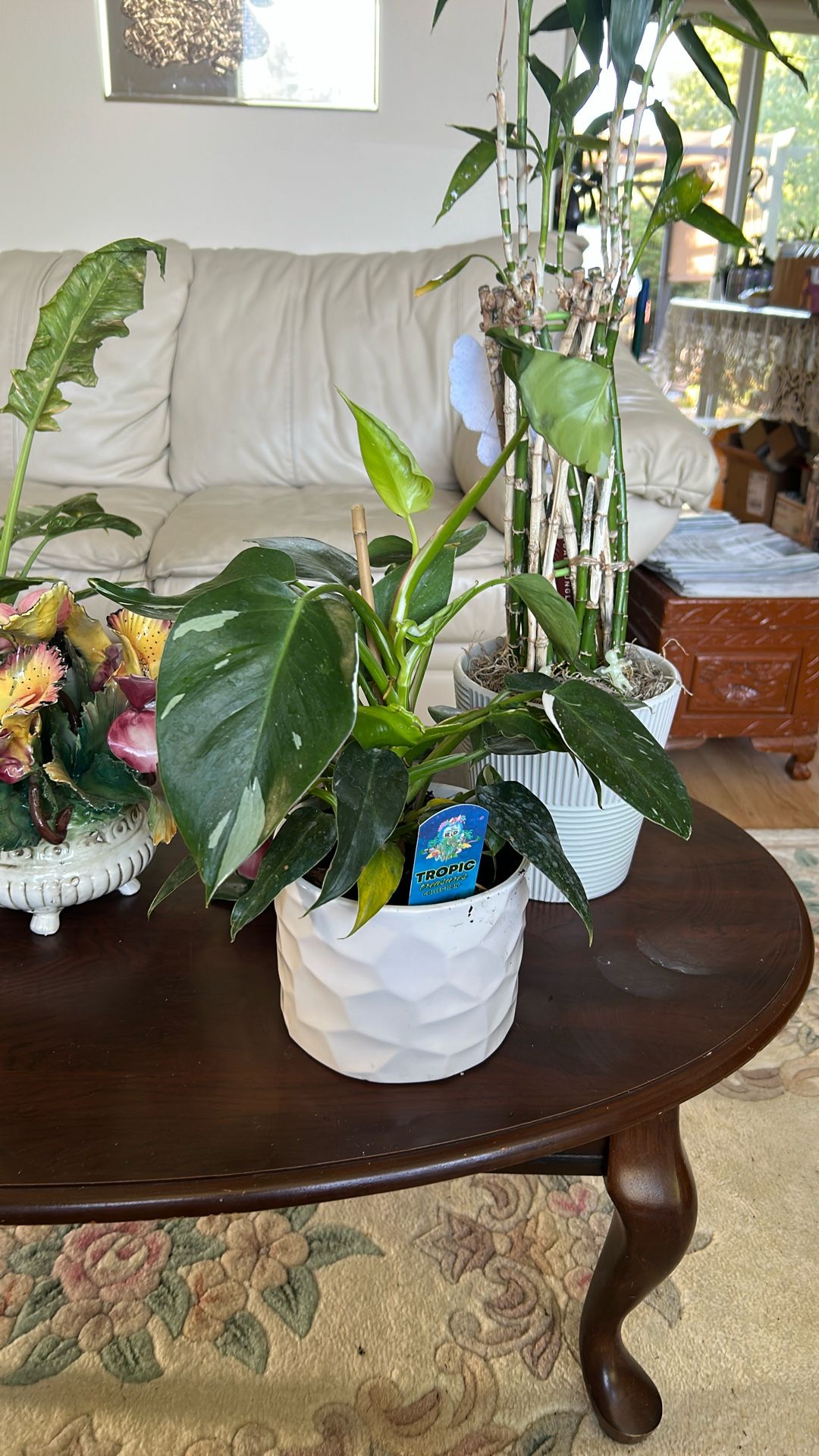 White Ice Princess Philadendron