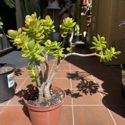 Bonsai Jade Succulent Plant 