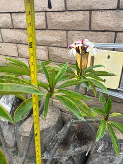 Pink/white Plumeria tree