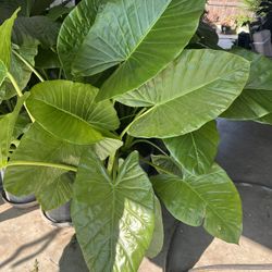 LARGE ELEPHANT EAR PLANTS