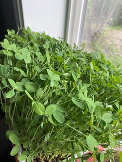 Micro greens