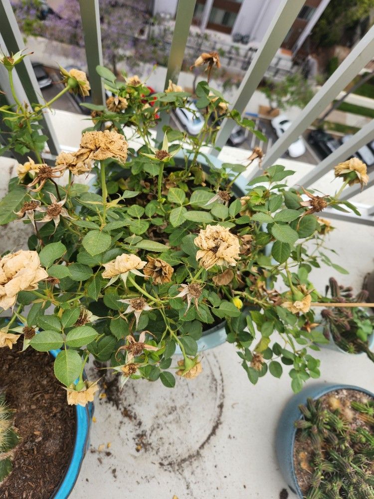 miniature rose plant and blue ceramic pot