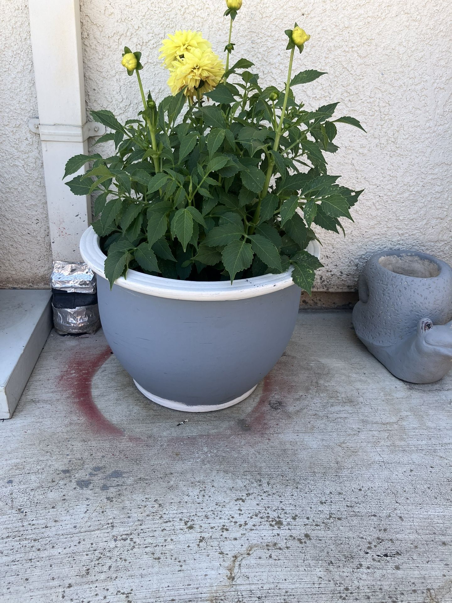 Plants. 4 Gallons Ceramic Pots $25.00 Each
