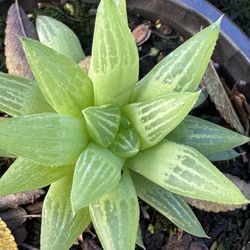 Succulents Plants 4”pot