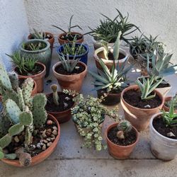 Assorted Cacti in Pots and Plant Stands