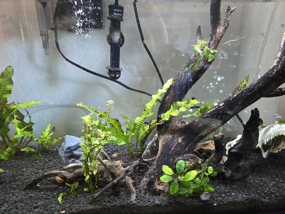 20 Gal Fish Tank
