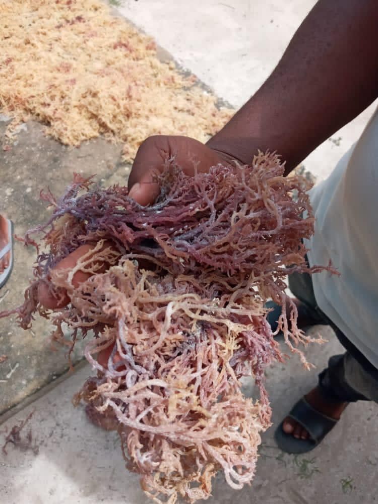 Raw PURPLE Sea MOSS AND GEL