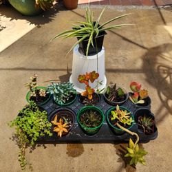 FREE succulent plants