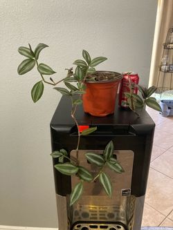 Tradescantia Zebrina